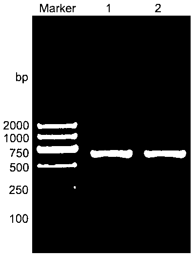 Method for extracting RNA (Ribonucleic Acid) of eremophyte Reaumuria songarica Maxim