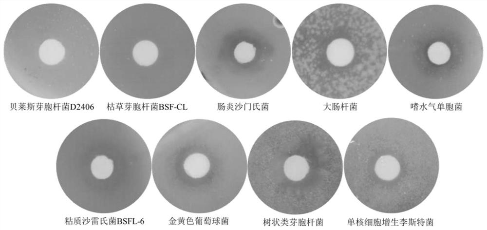 Bacillus velezensis D2406 separated from stratiomyiid intestinal tract and application thereof