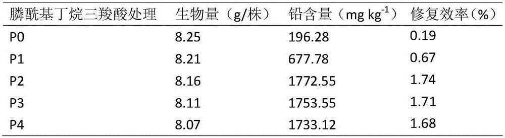 Application for repairing lead-polluted soil by chemical-enhanced flower plants