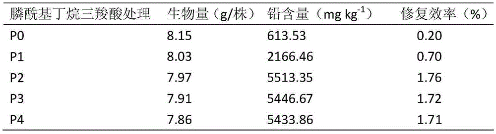 Application for repairing lead-polluted soil by chemical-enhanced flower plants