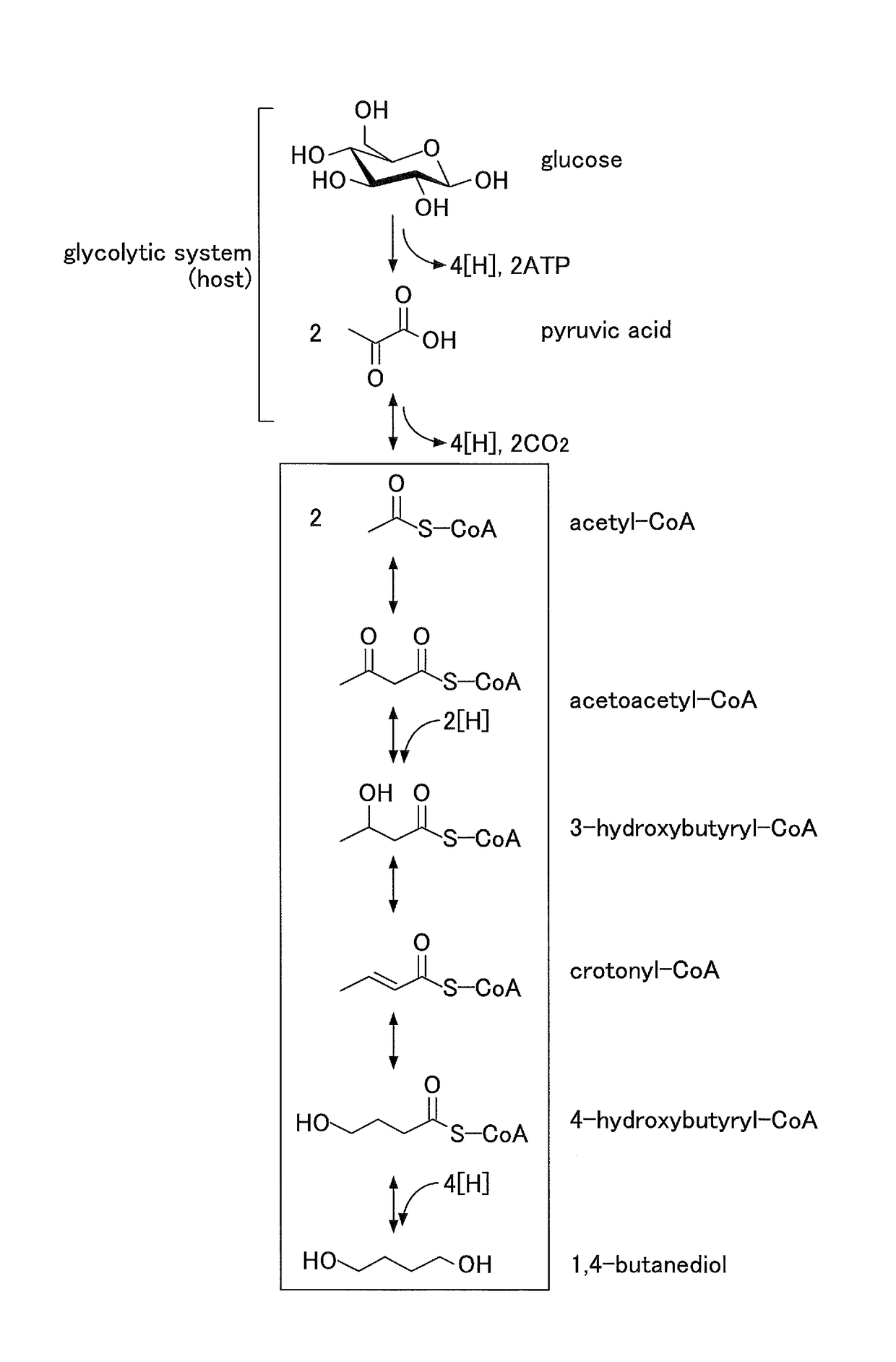 Manufacturing method for 1,4-butanediol, microbe, and gene