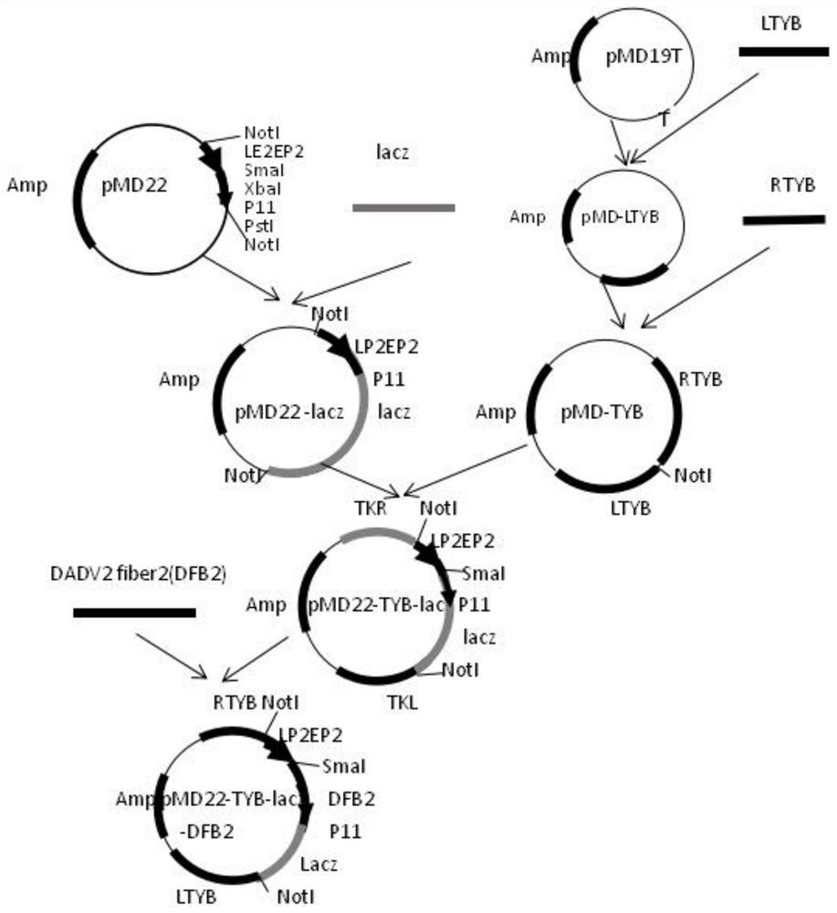 A recombinant fowl pox virus transfer vector expressing duck type 2 adenovirus fiber2 gene and its construction method and application