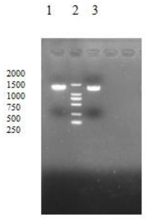 A recombinant fowl pox virus transfer vector expressing duck type 2 adenovirus fiber2 gene and its construction method and application