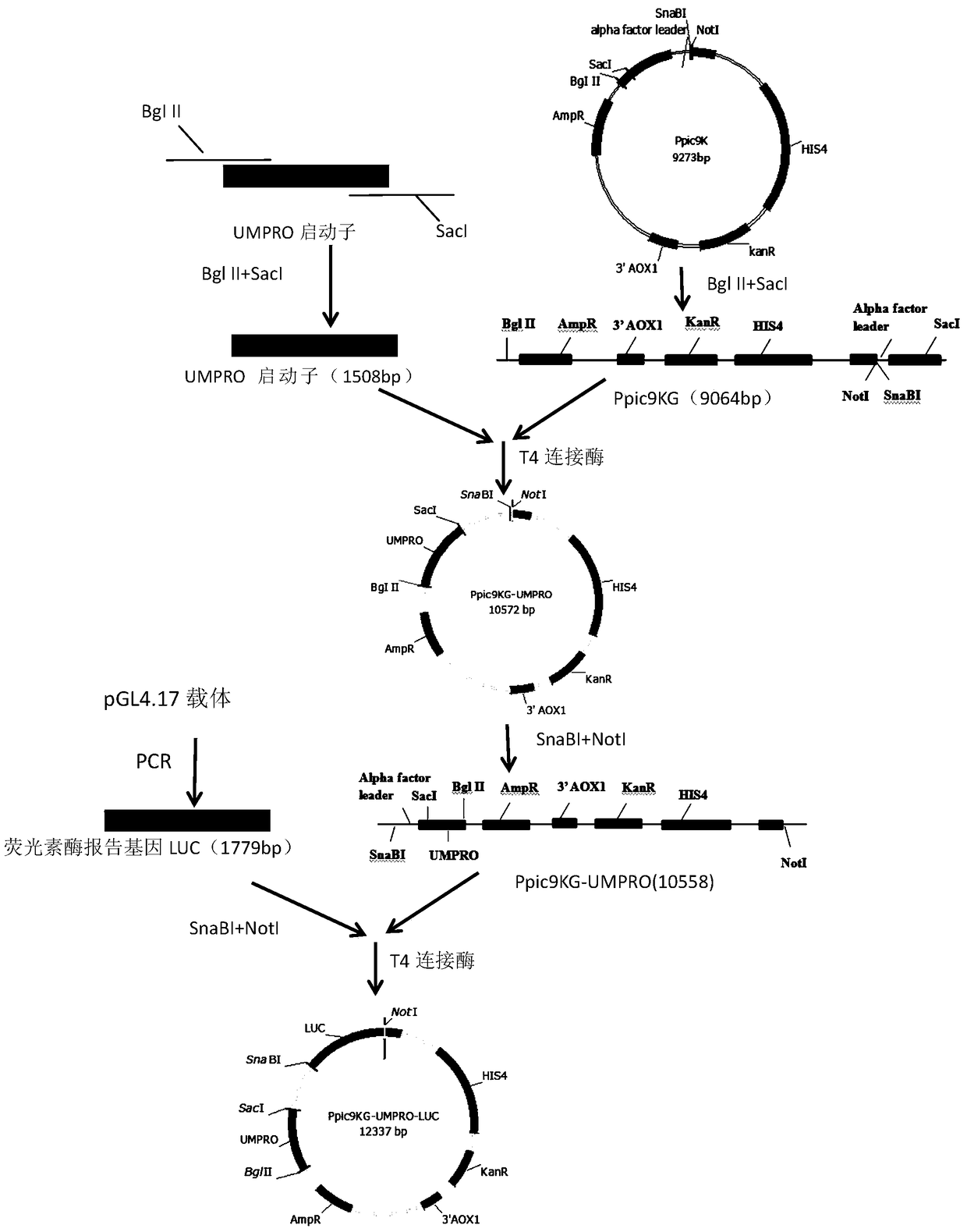 A cell-screening model for downregulators targeting fungal cell wall chitin synthase