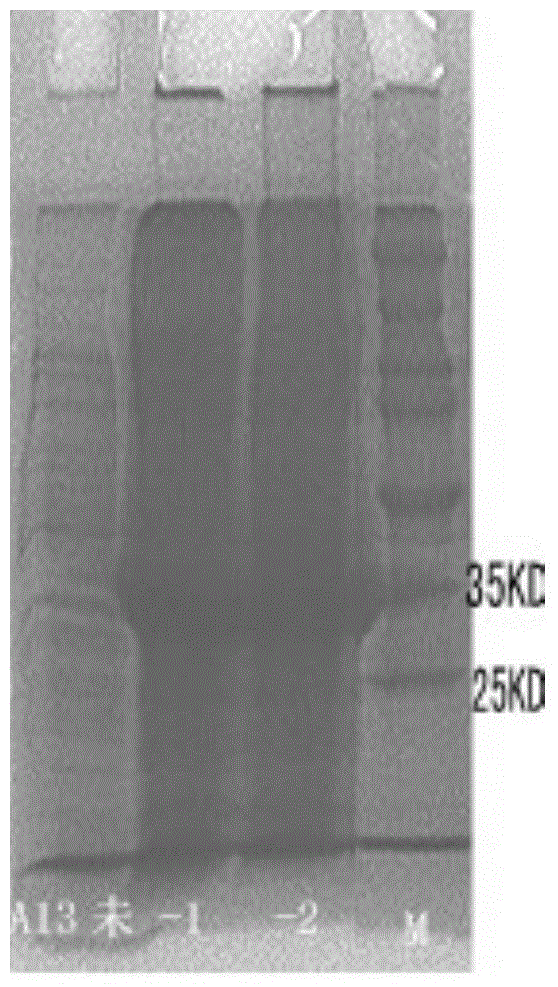 Immunomagnetic bead substrate color development test paper and preparation method thereof