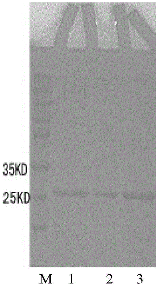 Immunomagnetic bead substrate color development test paper and preparation method thereof