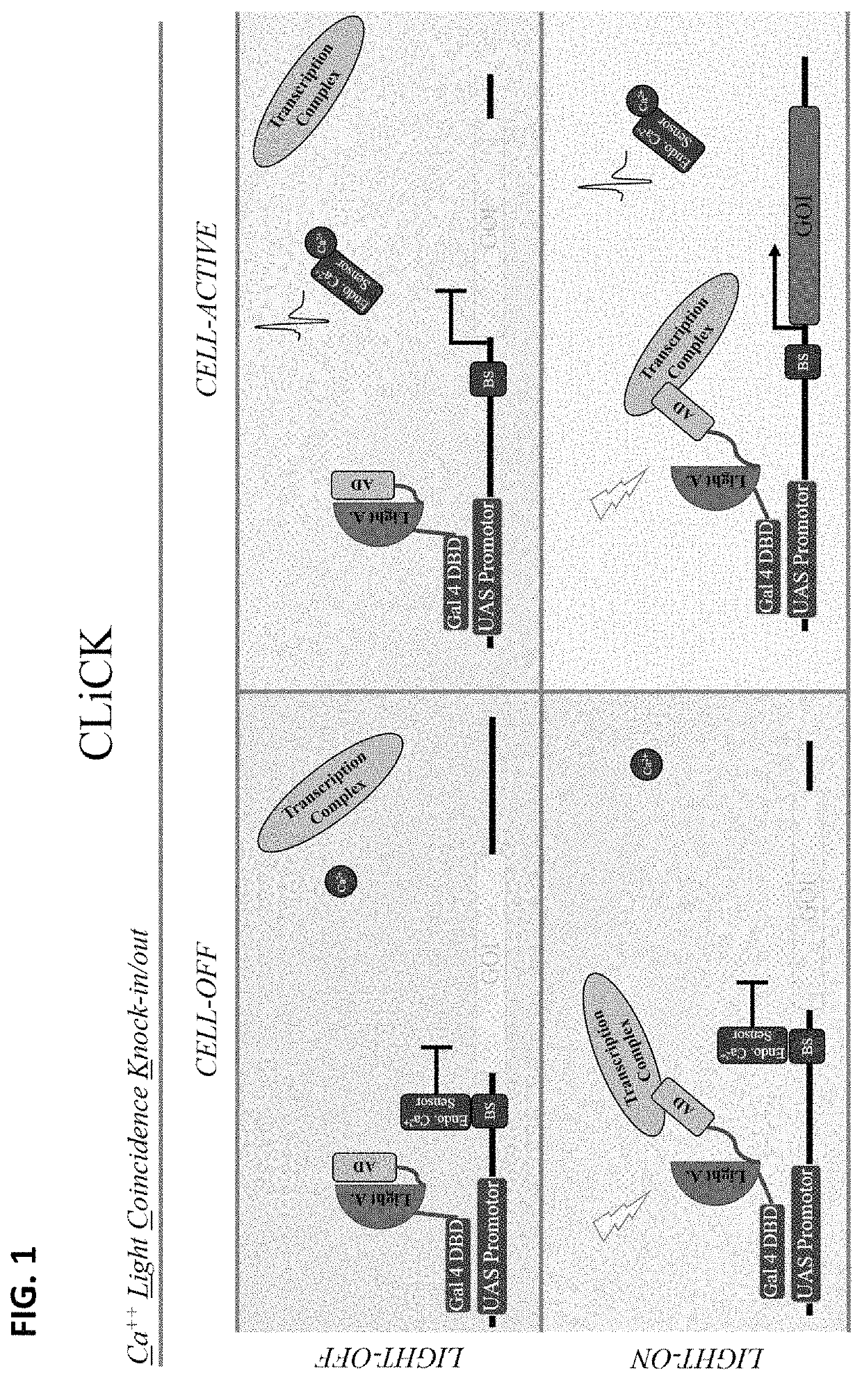 Opto-genetic modulator