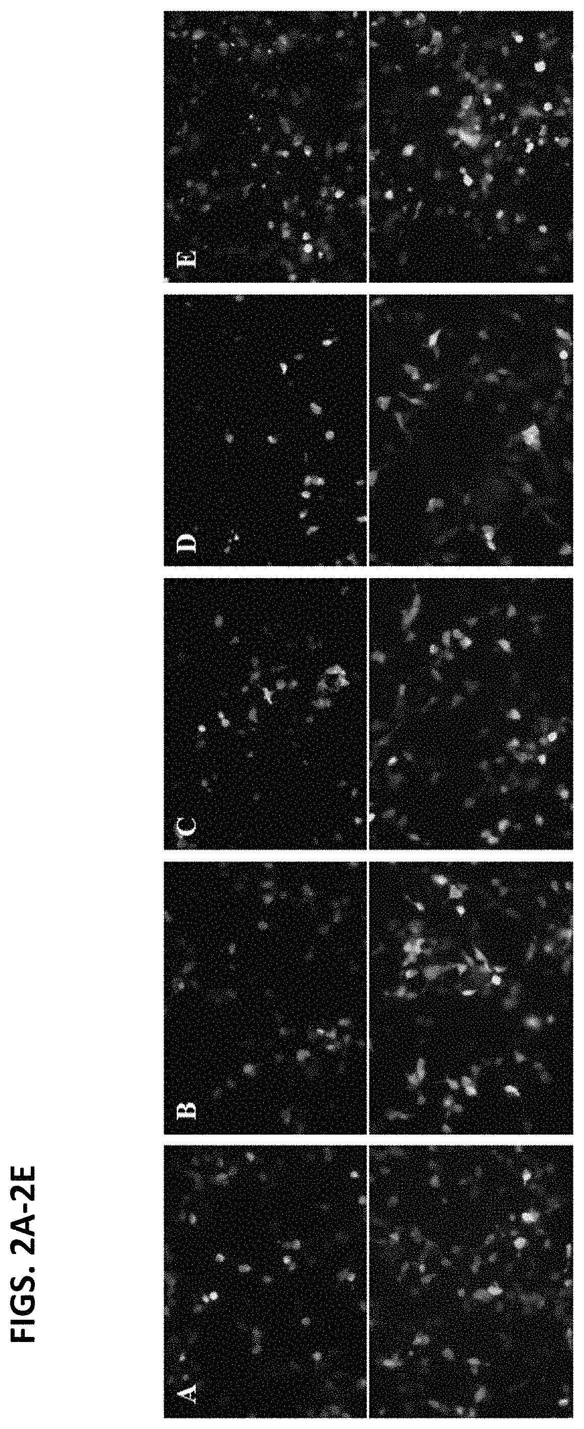 Opto-genetic modulator