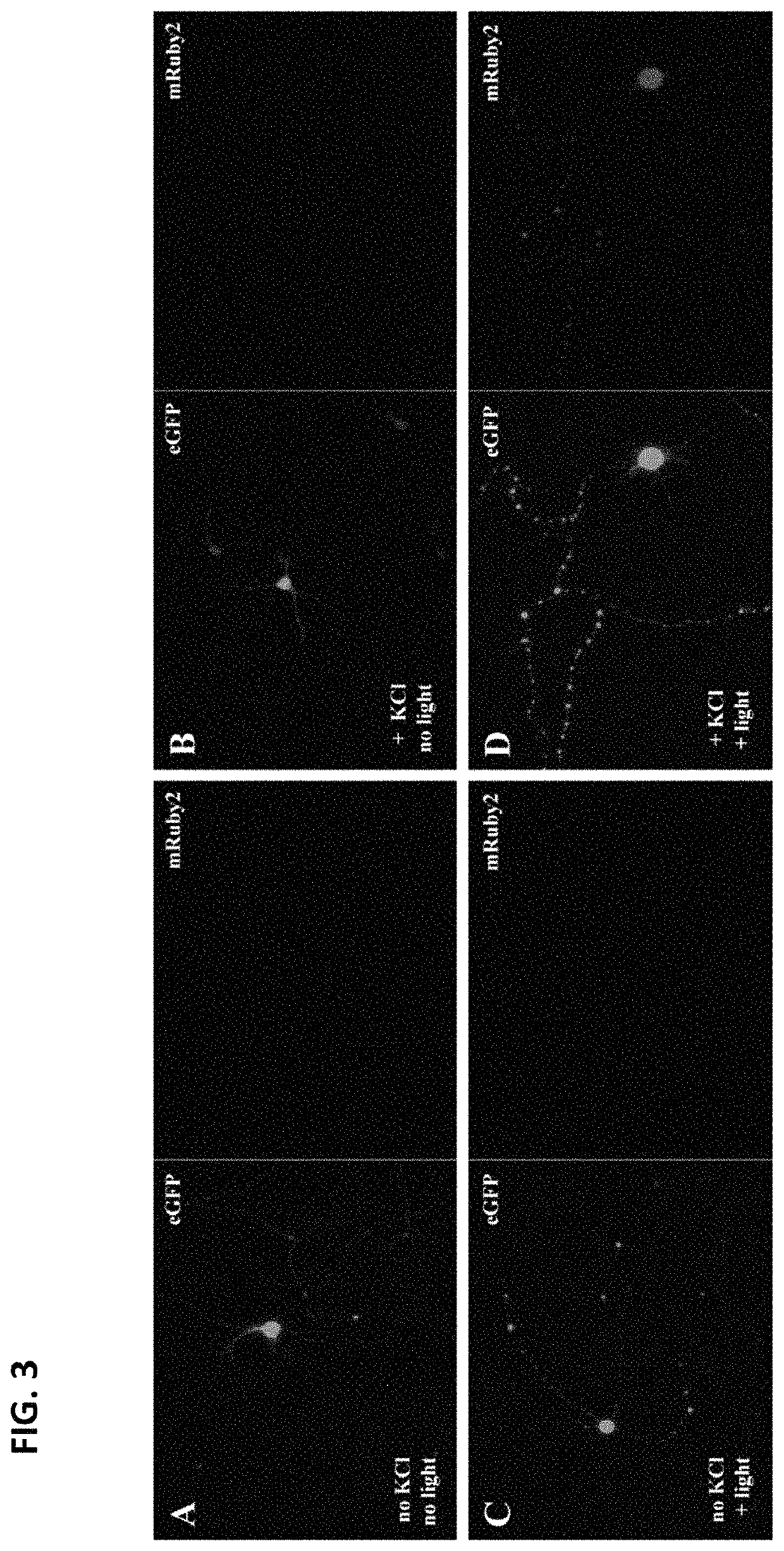 Opto-genetic modulator