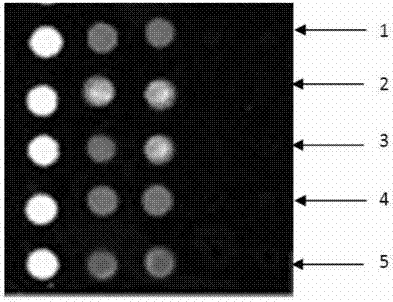 Gene chip kit for aquatic animal DNA (deoxyribonucleic acid) virus detection, and preparation method and application thereof