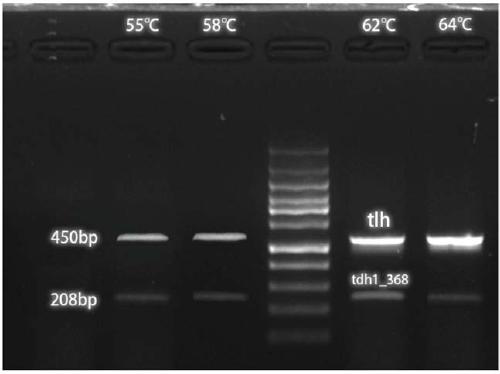 Application of dual PCR (polymerase chain reaction) detection kit in identification of vibrio parahaemolyticus