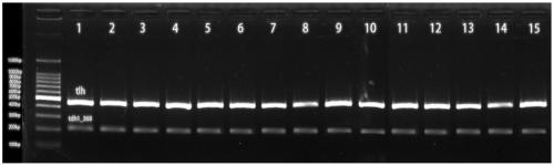 Application of dual PCR (polymerase chain reaction) detection kit in identification of vibrio parahaemolyticus