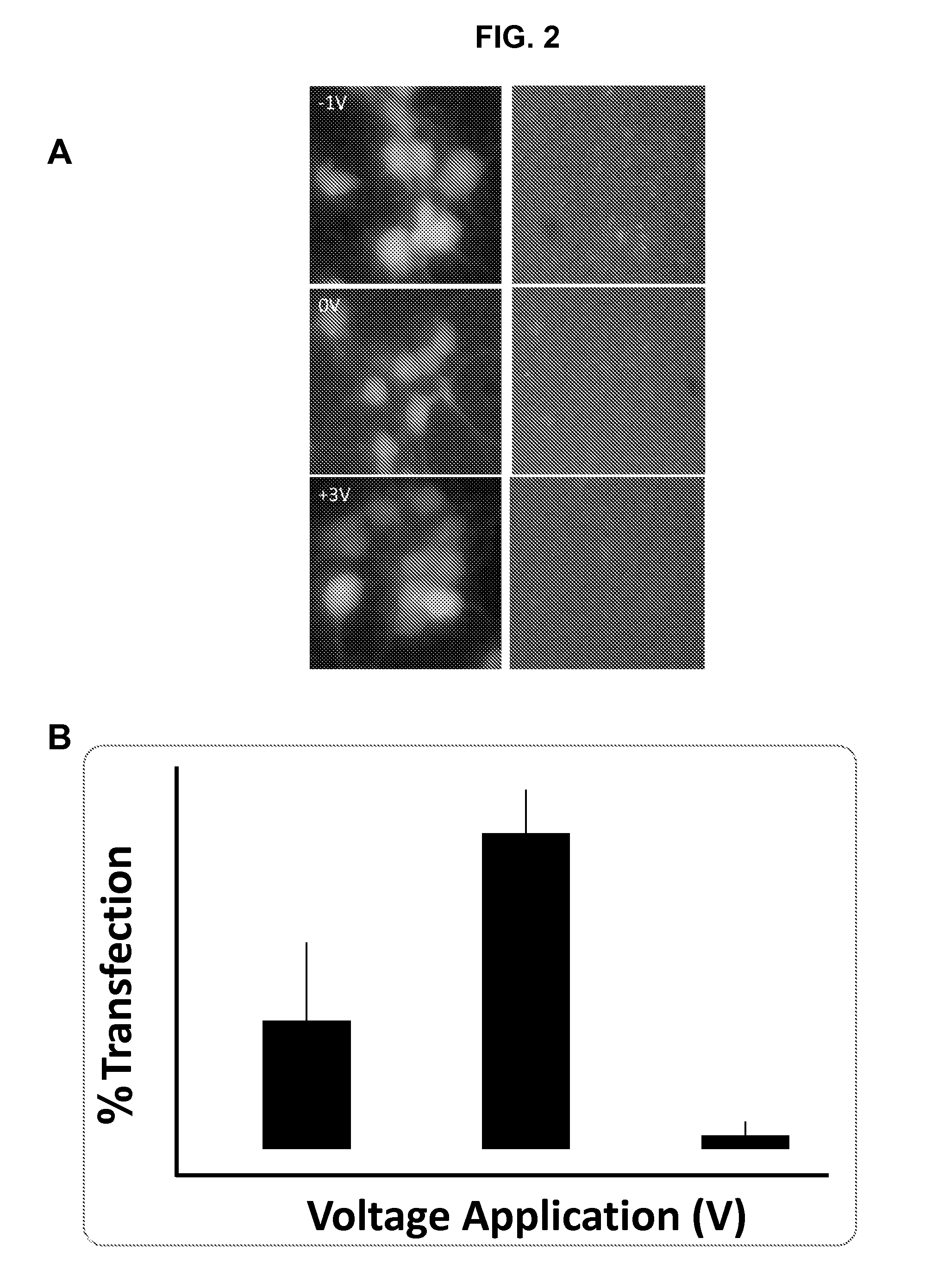 Methods and compositions for high efficiency transfection of siRNA