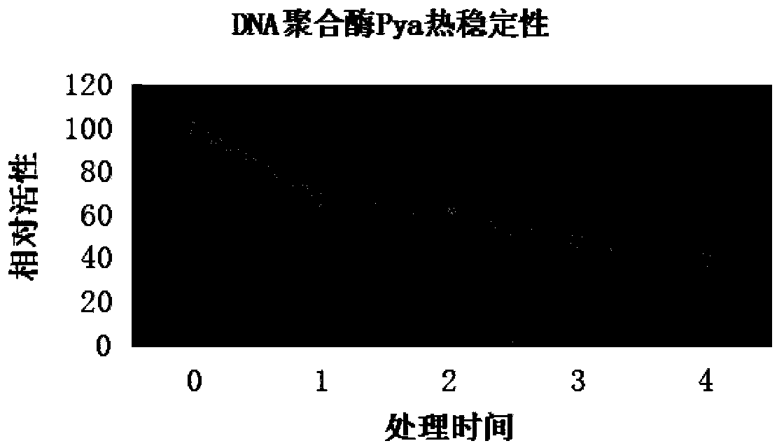 DNA polymerase coding DNA, enzyme coded thereby, and application and preparation method of DNA polymerase