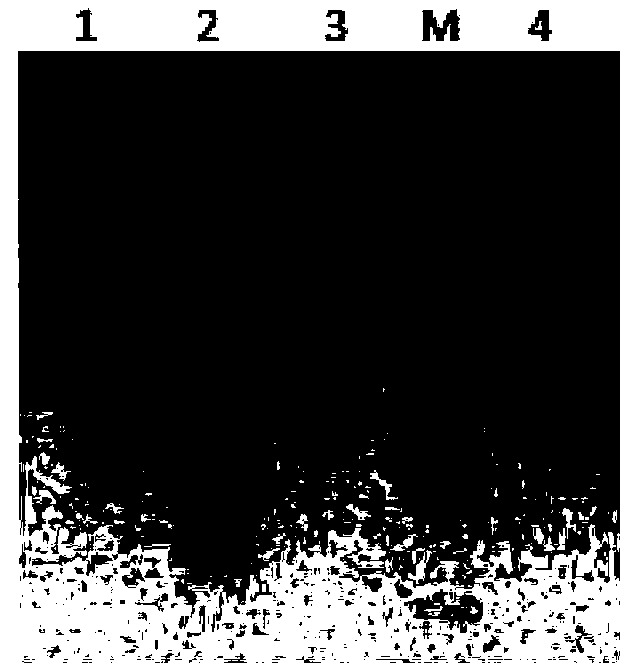 DNA polymerase coding DNA, enzyme coded thereby, and application and preparation method of DNA polymerase