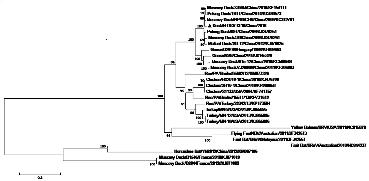 Duck reovirus causing duck spleen necrosis as well as inactivated vaccine and application thereof