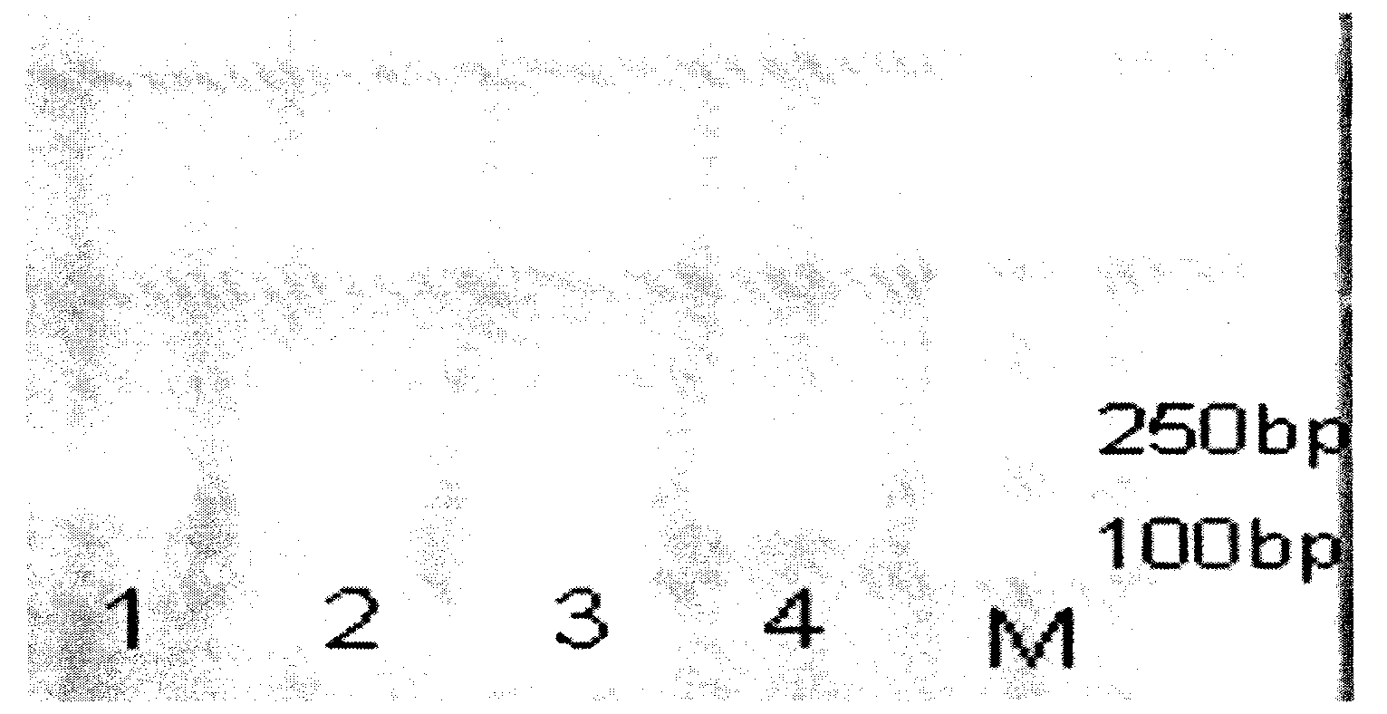 Screening method of reference genes in skin tissue of sheep