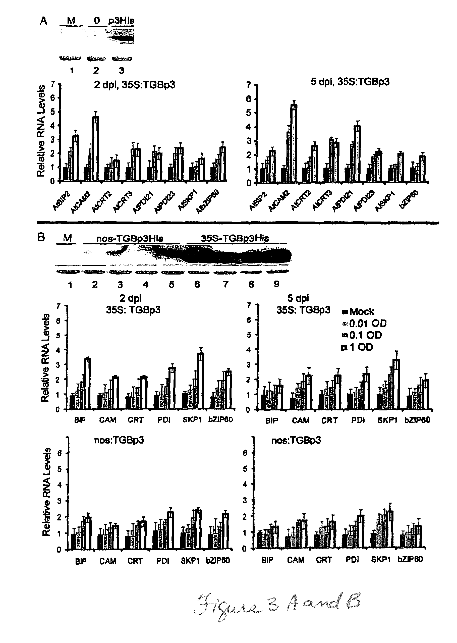 CONTROLLING TGBp3 AND SILENCING bZIP60 TO REGULATE UPR