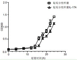 Mycobacterium smegmatis IL-17A and preparation method thereof