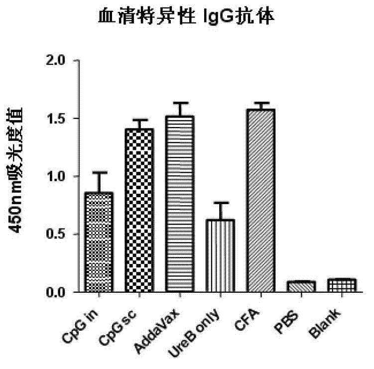 Helicobacter pylori immunodominance epitope peptide and preparation method and application thereof