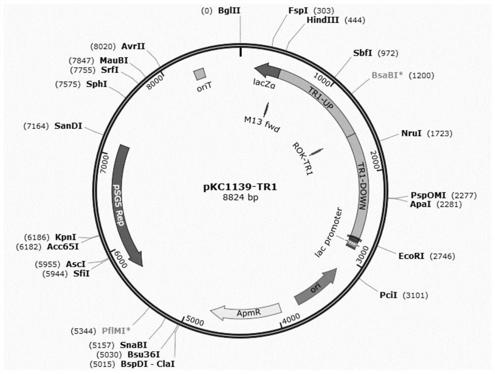 Gene-deficient type Amycolatopsis sp. capable of highly producing vanillin, construction method and application thereof