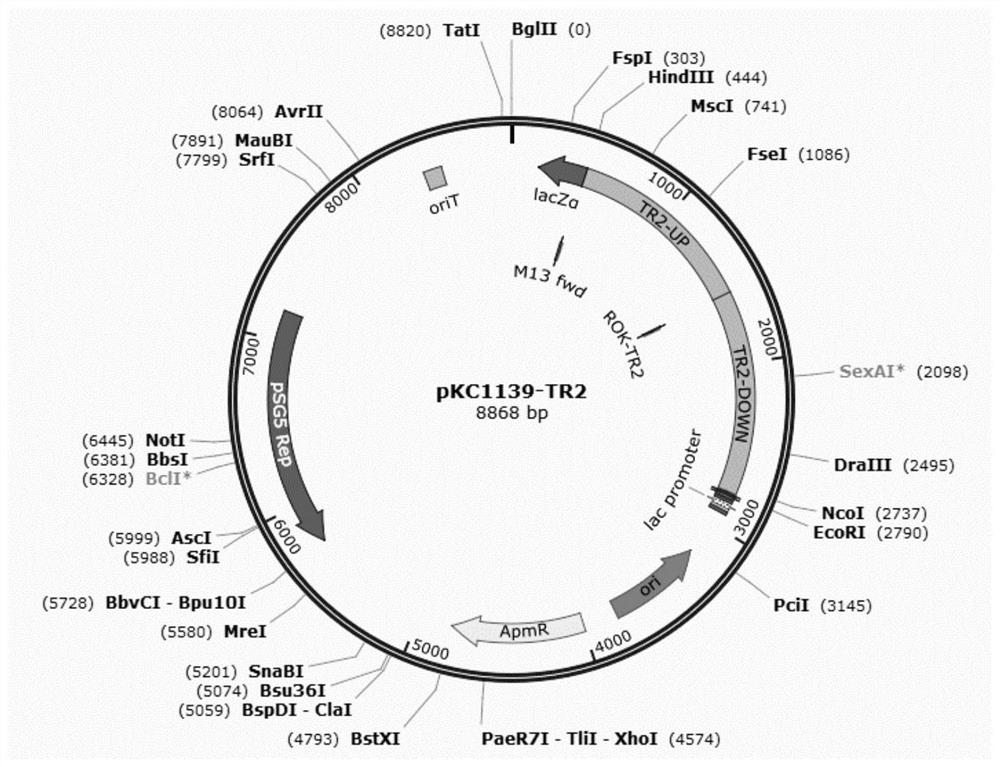 Gene-deficient type Amycolatopsis sp. capable of highly producing vanillin, construction method and application thereof