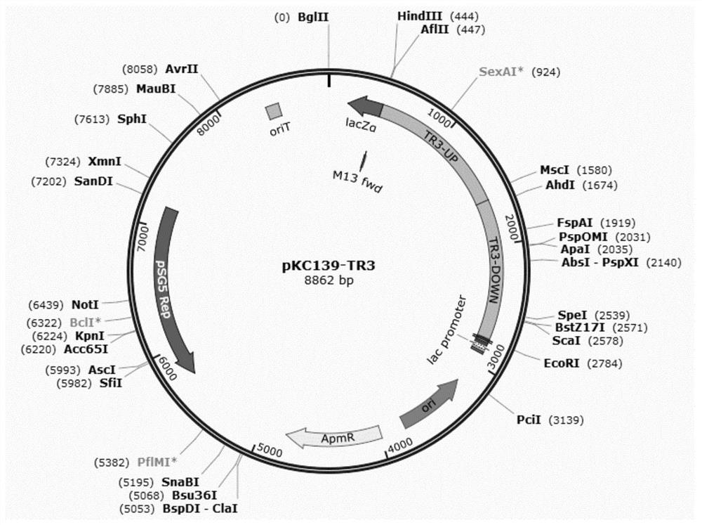 Gene-deficient type Amycolatopsis sp. capable of highly producing vanillin, construction method and application thereof