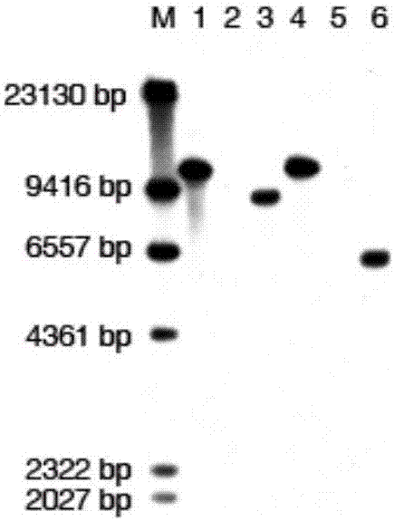 Modified glyphosate-resistant gene and glyphosate-resistant rice cultivation method