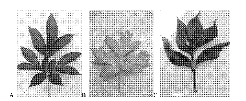 A method for identification of distant hybrid offspring of peony and peony