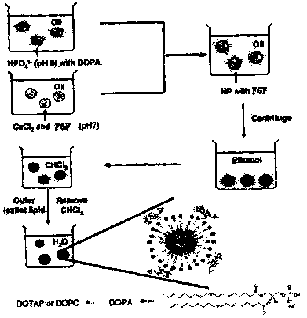 Preparation and Application of Lipid Calcium Phosphate Nanoparticle Encapsulating Cell Growth Factor