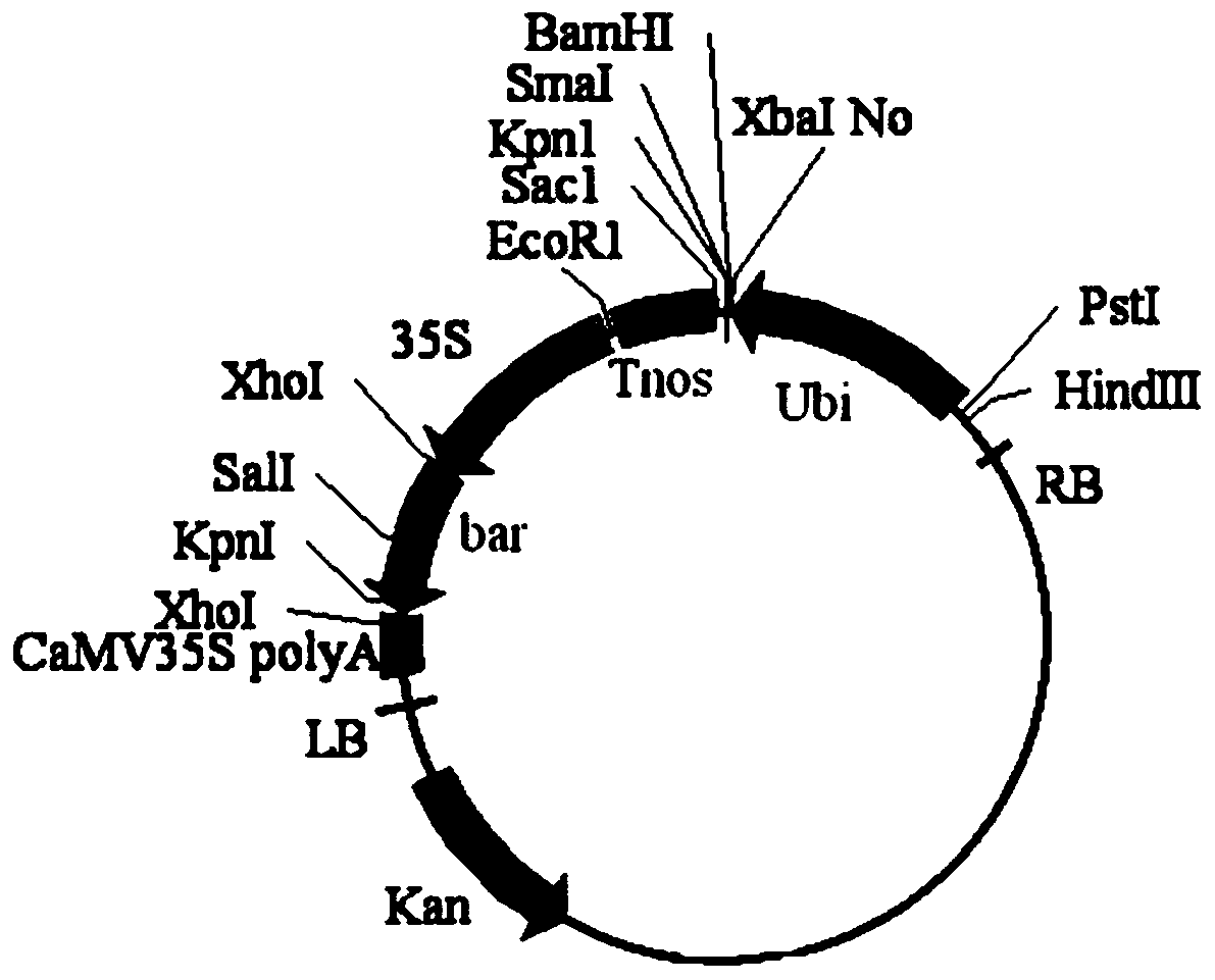 Application of wheat TaMADS6 gene in regulation of plant spike and grain development as well as flowering time