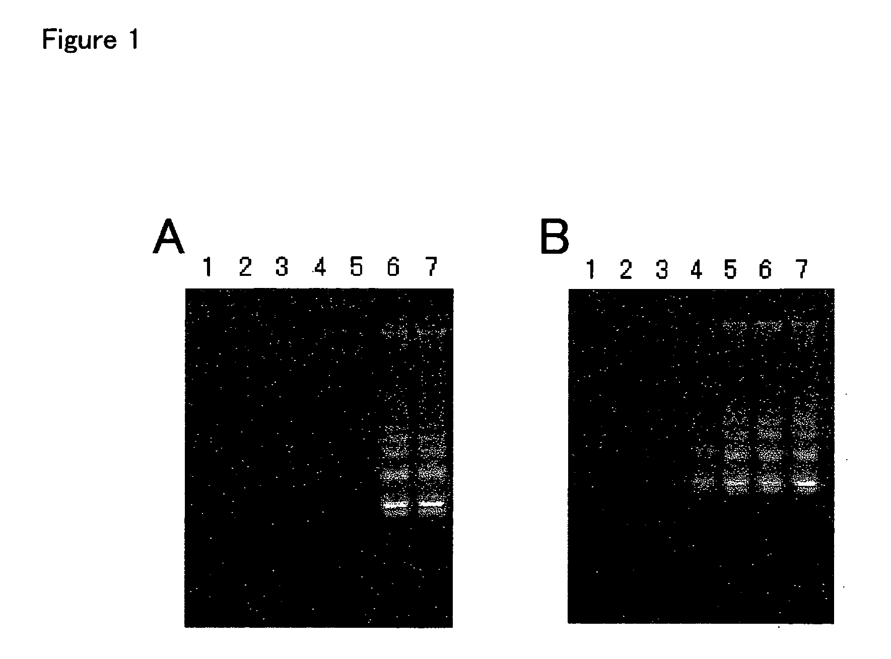 Nucleic and amplification methods