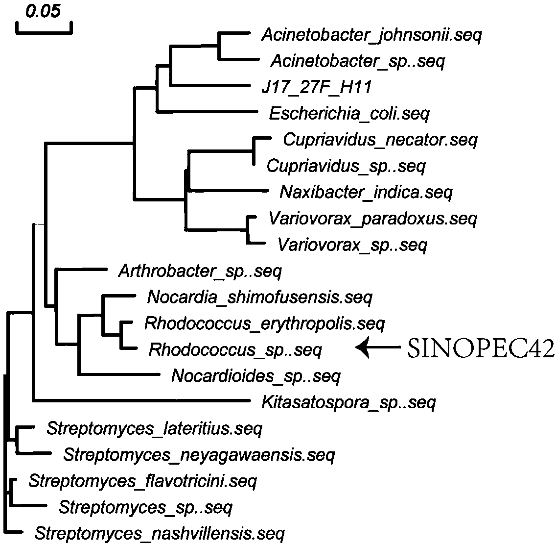 Rhodococcus strain and identification and application methods thereof