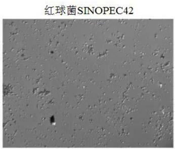 Rhodococcus strain and identification and application methods thereof