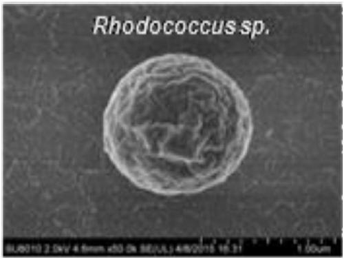 Rhodococcus strain and identification and application methods thereof