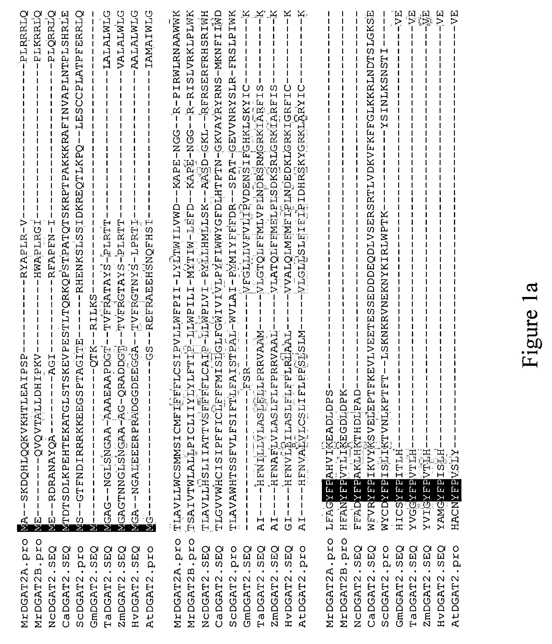 Diacylglycerol acyltransferase nucleic acid sequences and associated products