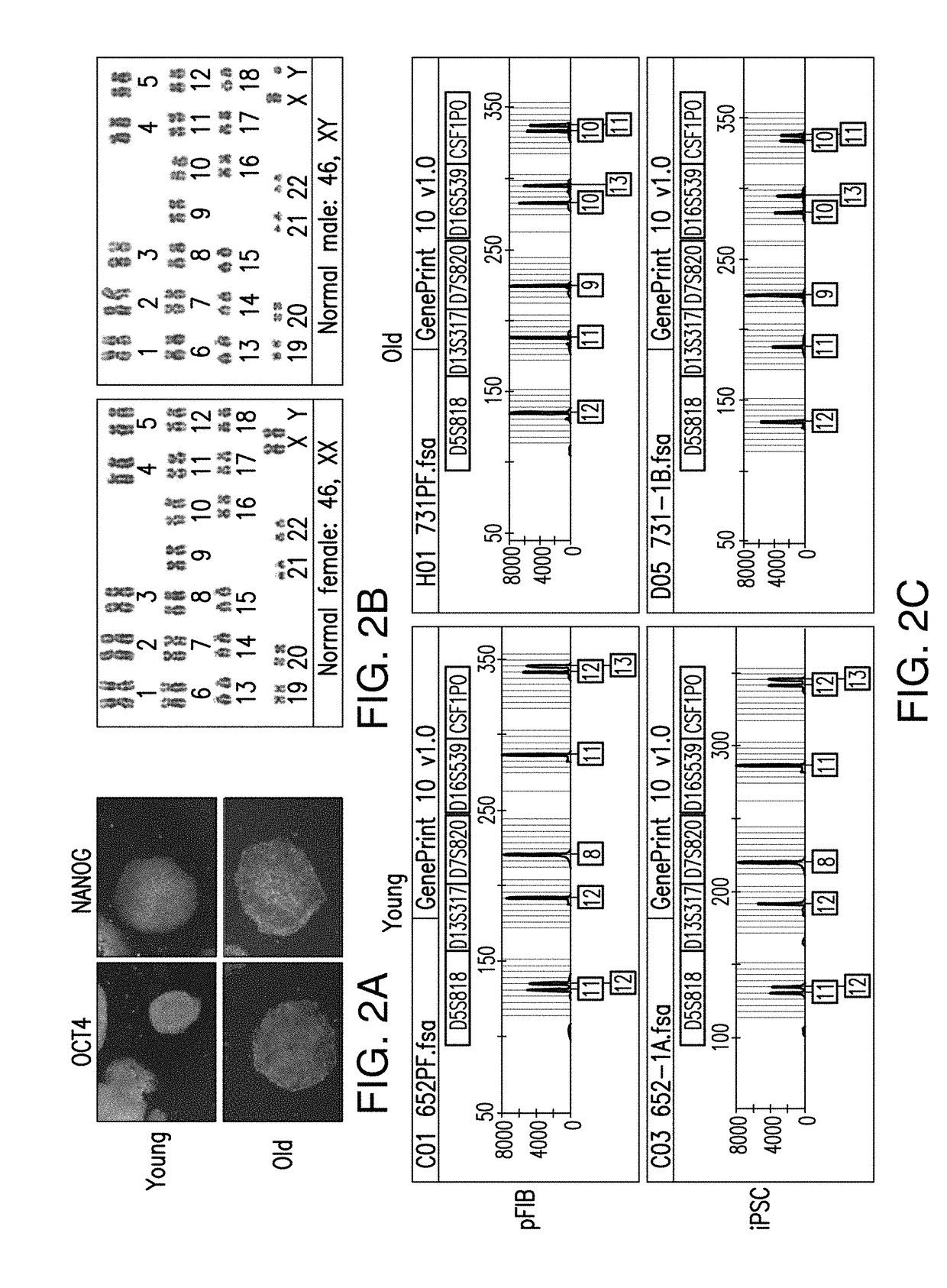 Age-modified cells and methods for making age-modified cells