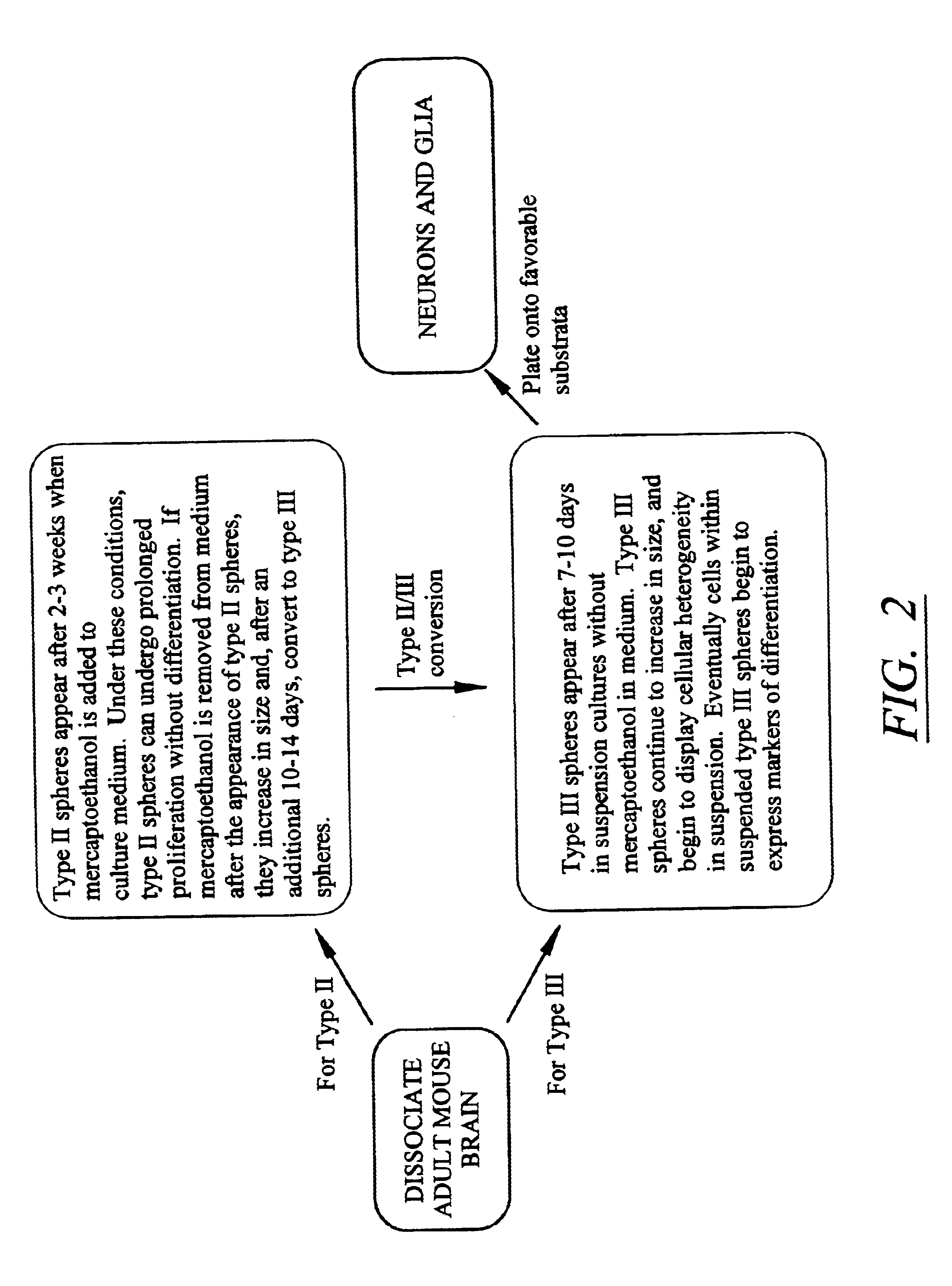 Isolated mammalian neural stem cells, methods of making such cells
