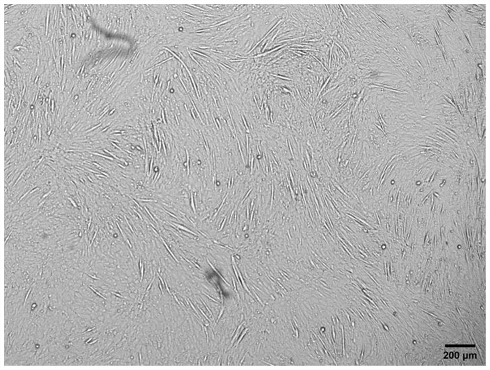 Serum-free myogenic differentiation culture medium containing natural compound and application of serum-free myogenic differentiation culture medium