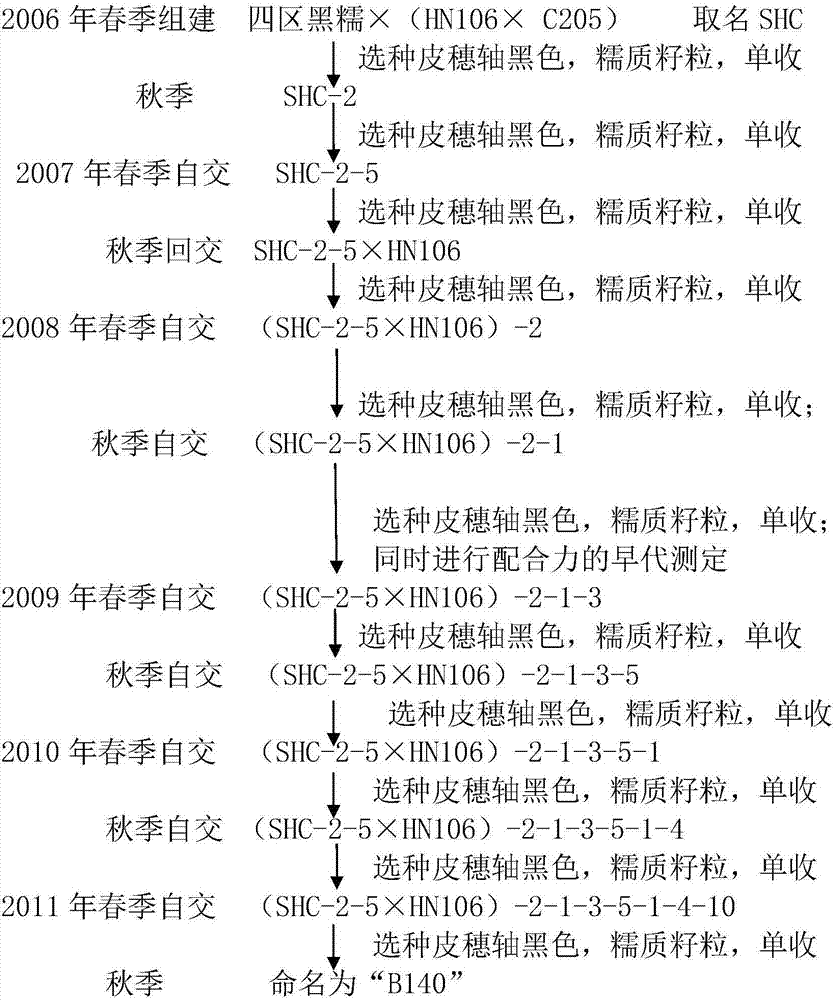 Black glutinous maize hybrid breeding method