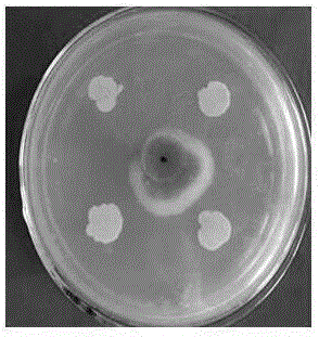 Bacillus amyloliquefaciens and microbial inoculum, and production method and application of microbial inoculum