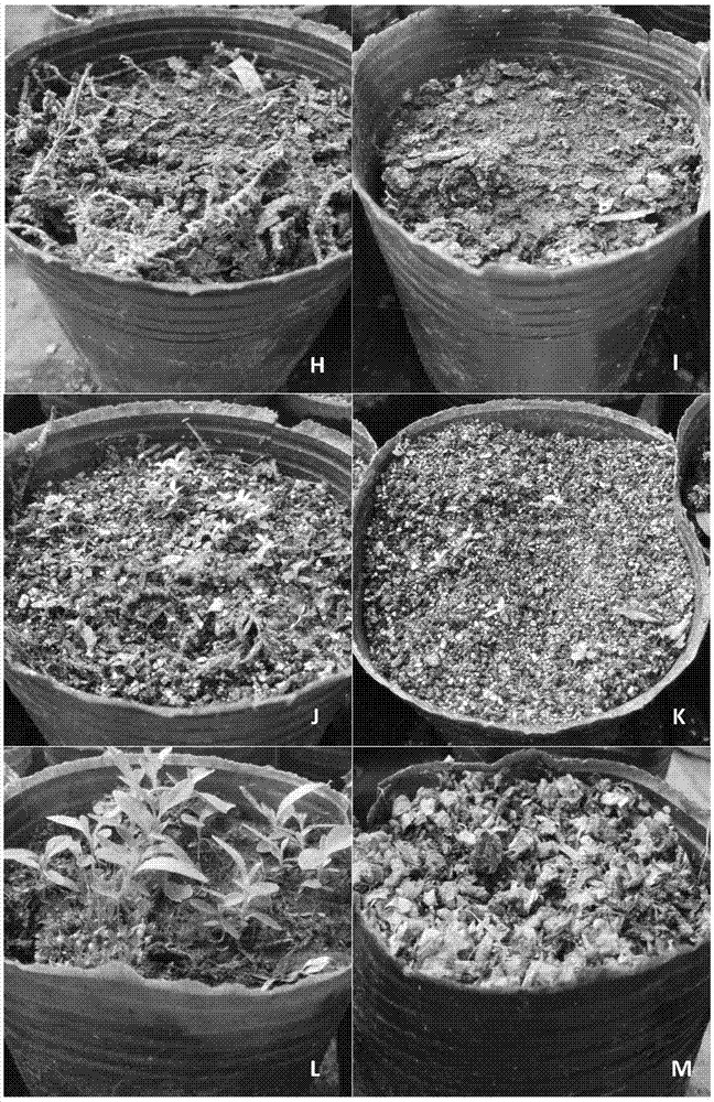 Seed sowing and seedling breeding method of azaleas