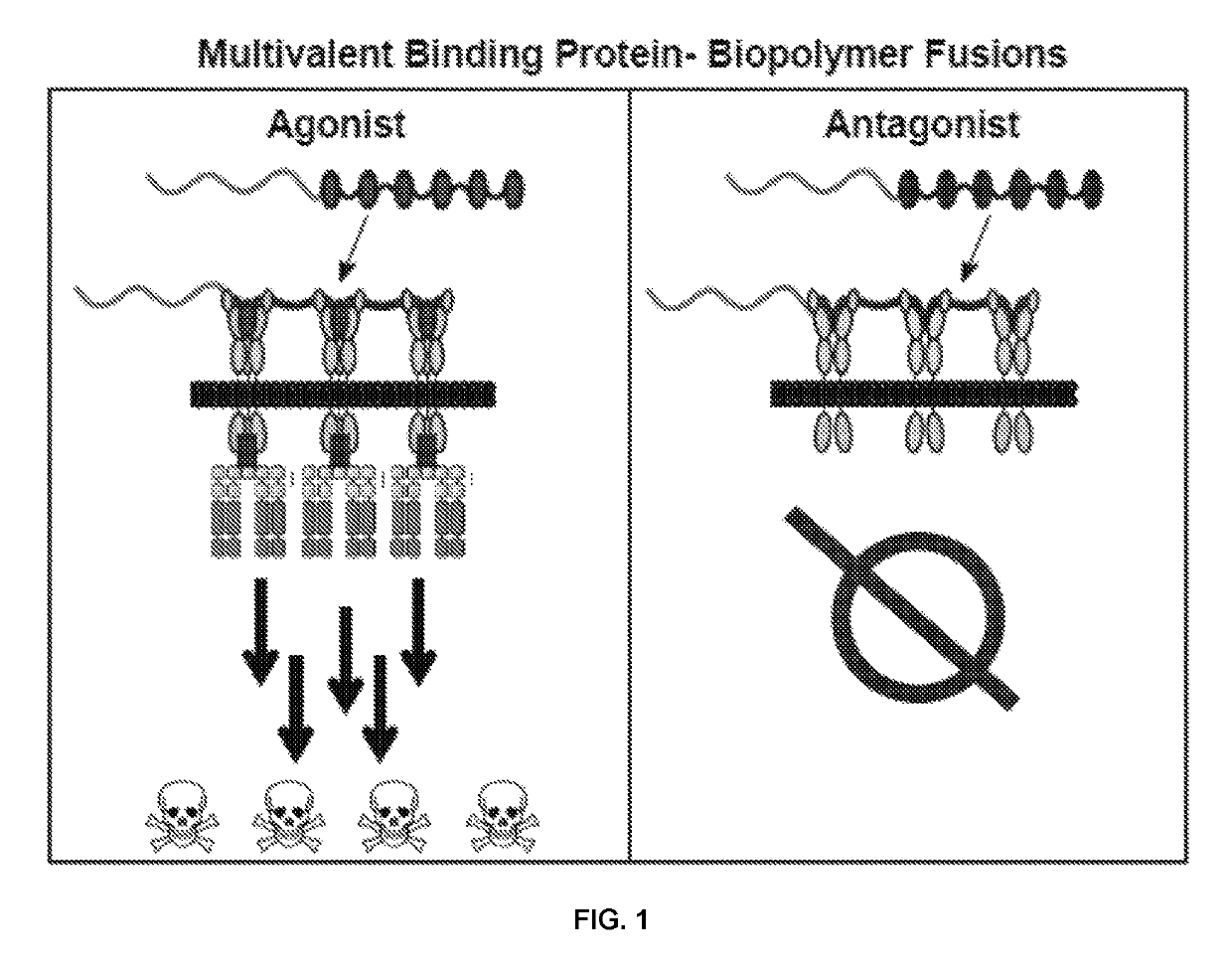 Fibronectin type III domain-based fusion proteins