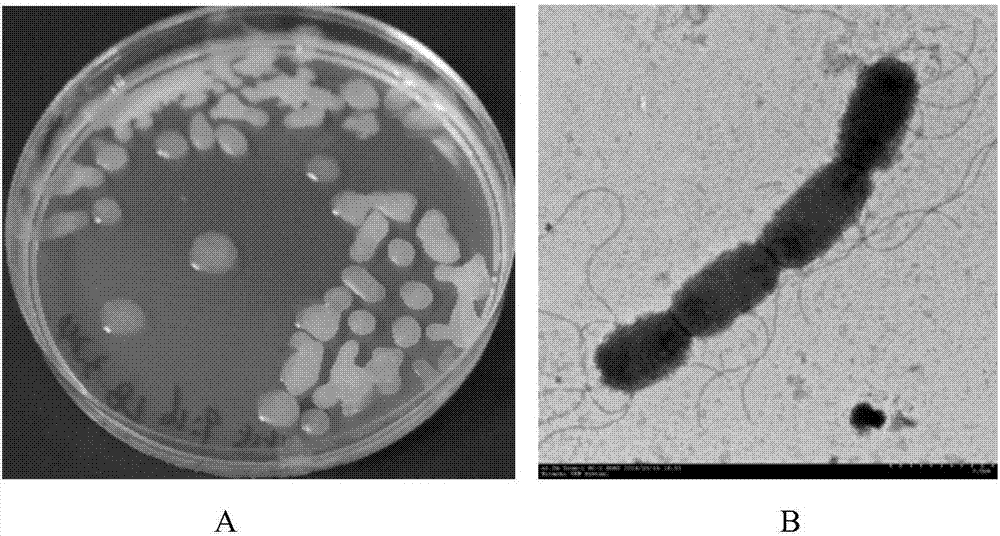 Bacillus amyloliquefaciens and application thereof in prevention and control of citrus bacterial canker