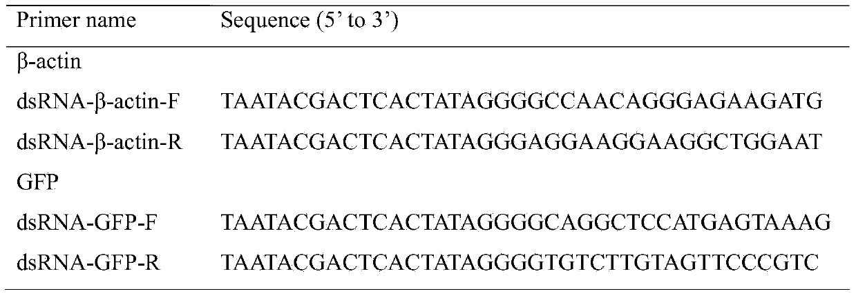 Injection method for realizing RNA interference on Apolygus lucorum and application of same in gene screening