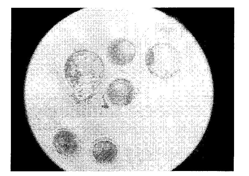 Method for producing transgenic sheep by injecting lentivirus into perivitelline space