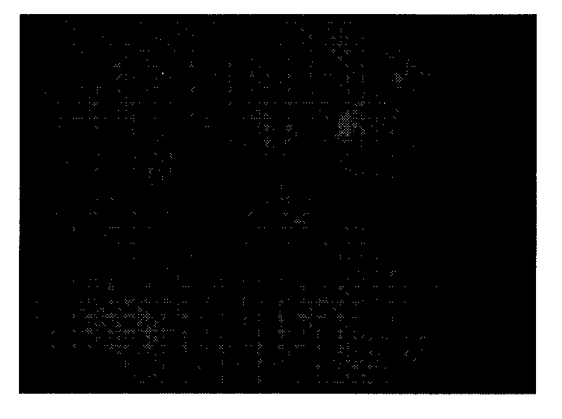 Method for producing transgenic sheep by injecting lentivirus into perivitelline space