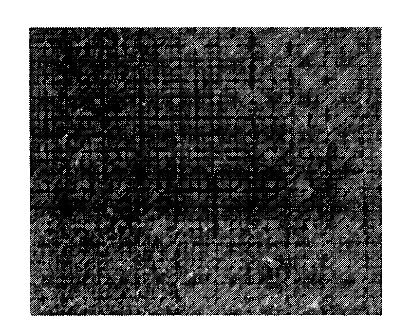 Method for producing transgenic sheep by injecting lentivirus into perivitelline space