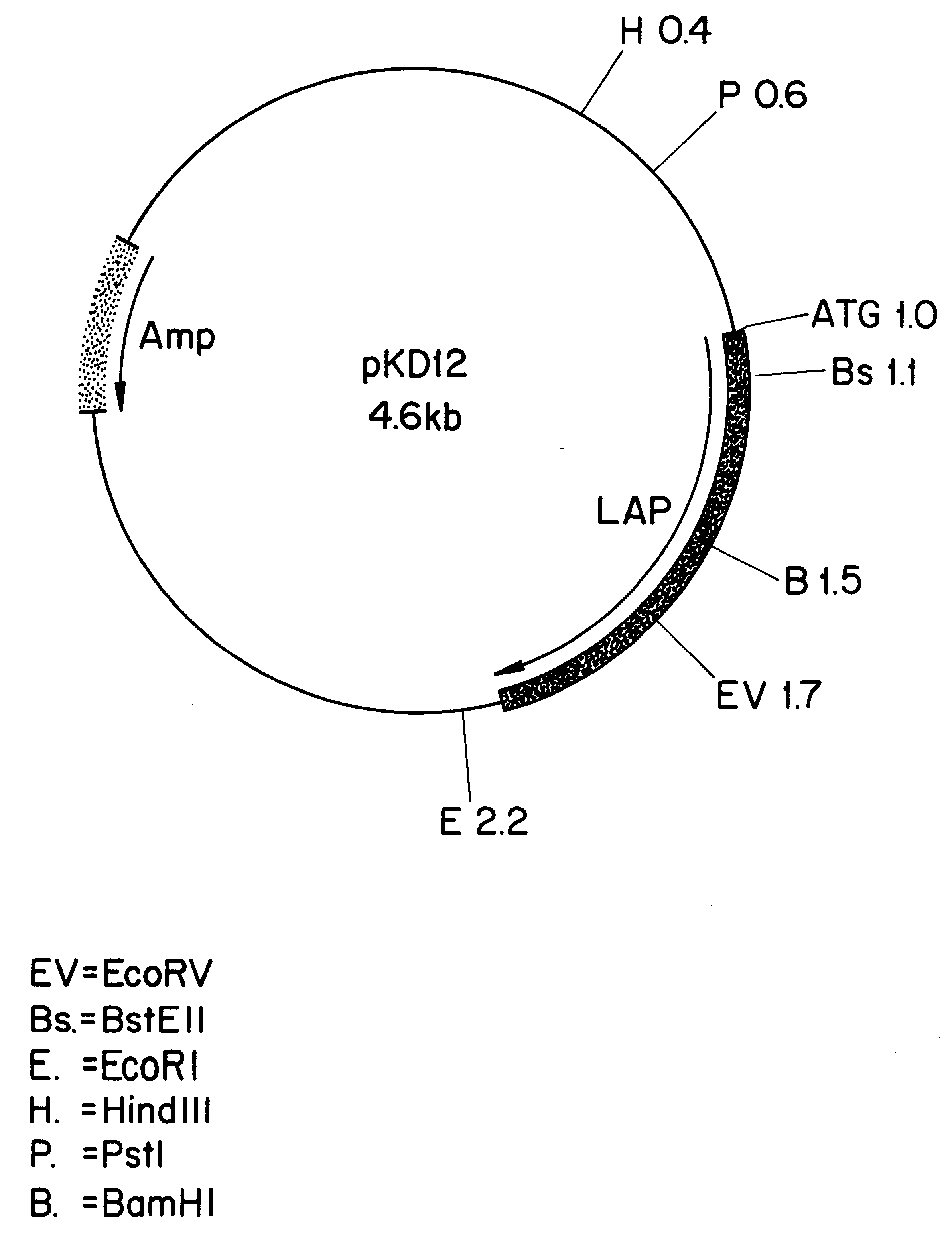 Leucine aminopeptidases produced recombinantly from Aspergillus soyae