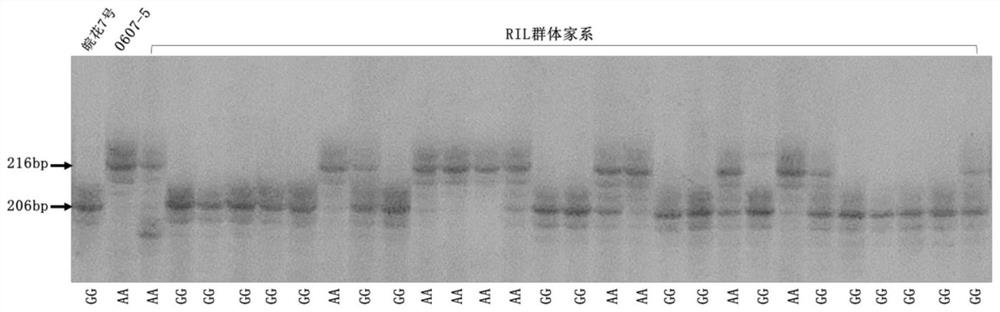 Primer combination and method for detecting genotype of high oleic acid peanut and application